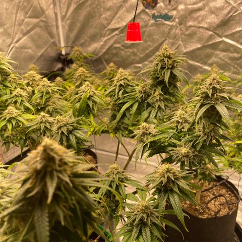  10th planet R1 growlog timeline photo