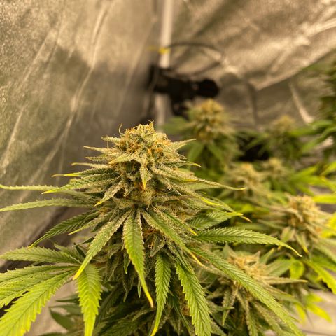  10th planet R1 growlog timeline photo