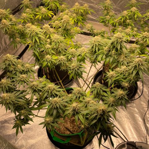  10th planet R1 growlog timeline photo