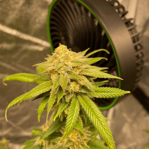  10th planet R1 growlog timeline photo