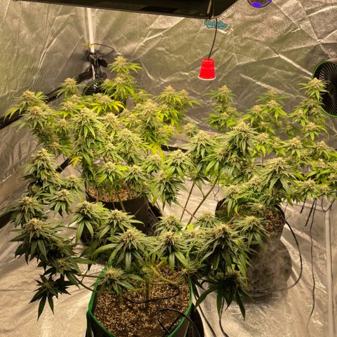  10th planet R1 growlog timeline photo