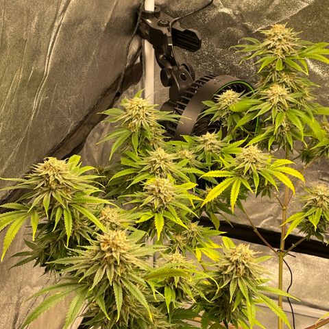  10th planet R1 growlog timeline photo