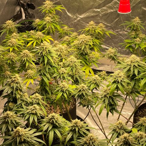  10th planet R1 growlog timeline photo
