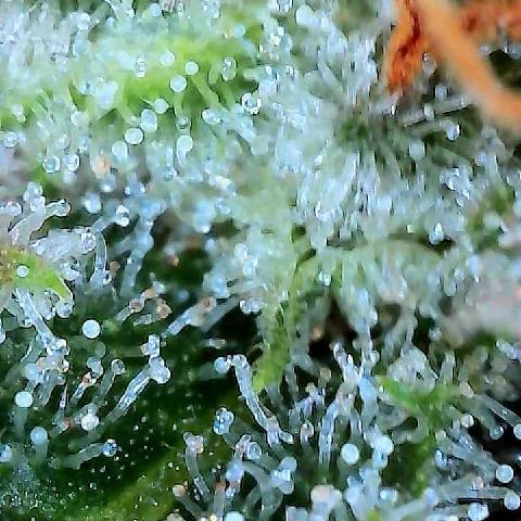  10th planet R1 growlog timeline photo