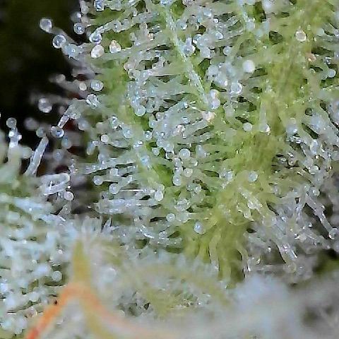  10th planet R1 growlog timeline photo