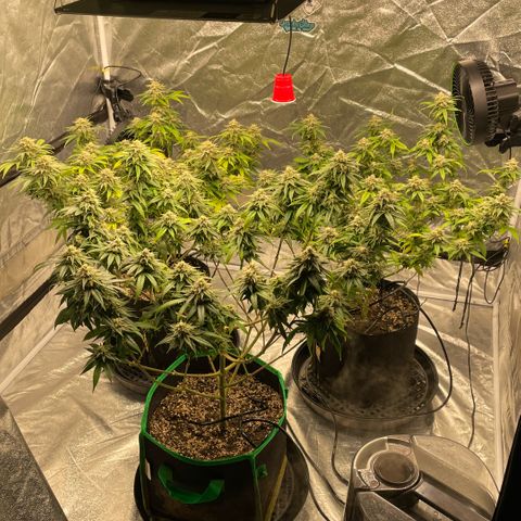  10th planet R1 growlog timeline photo
