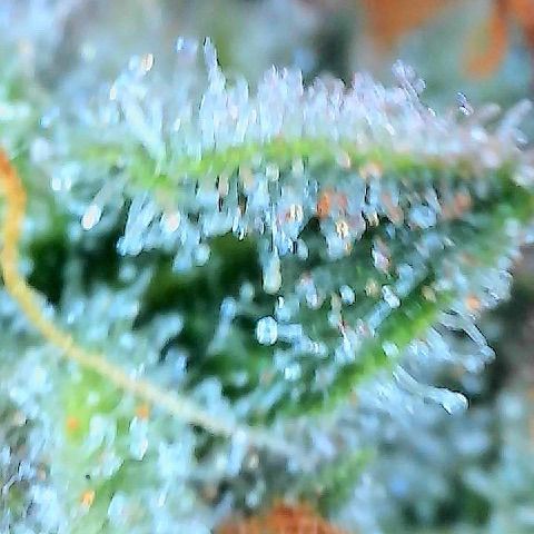  10th planet R1 growlog timeline photo