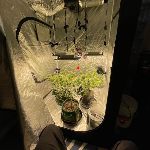  10th planet R1 growlog timeline photo
