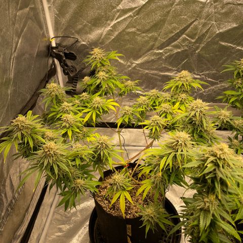  10th planet R1 growlog timeline photo