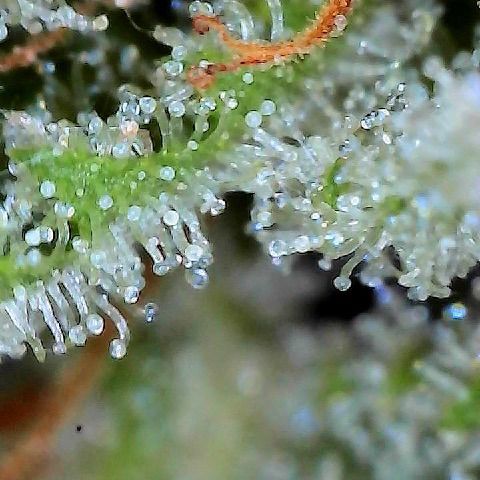  10th planet R1 growlog timeline photo