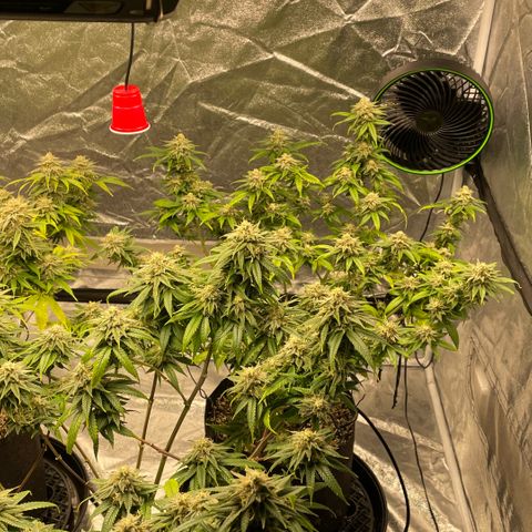  10th planet R1 growlog timeline photo