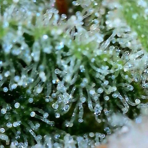  10th planet R1 growlog timeline photo