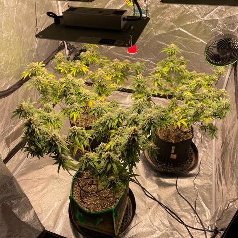  10th planet R1 growlog timeline photo