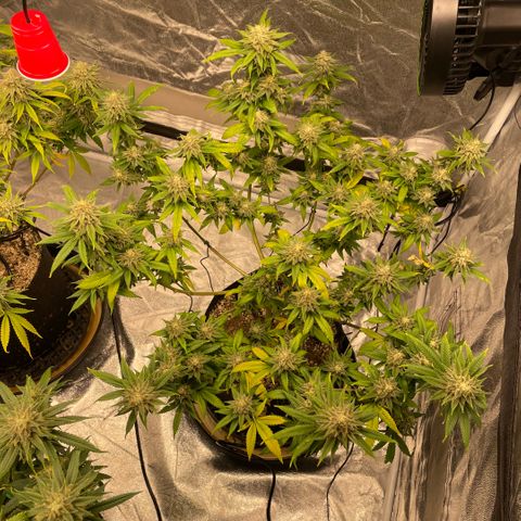  10th planet R1 growlog timeline photo