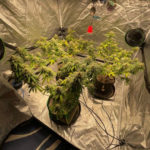  10th planet R1 growlog timeline photo