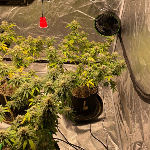  10th planet R1 growlog timeline photo