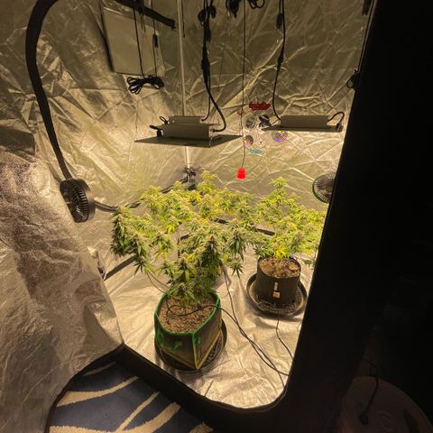  10th planet R1 growlog timeline photo