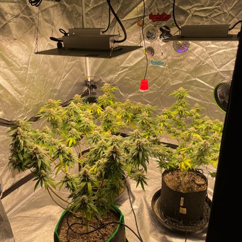  10th planet R1 growlog timeline photo
