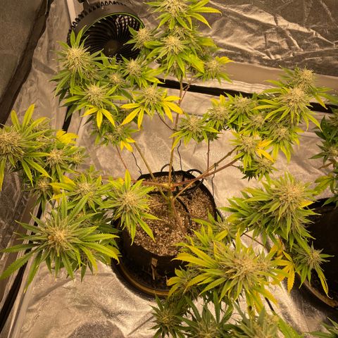  10th planet R1 growlog timeline photo