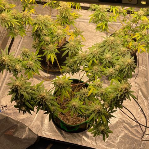  10th planet R1 growlog timeline photo