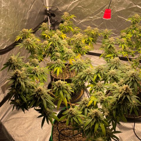  10th planet R1 growlog timeline photo