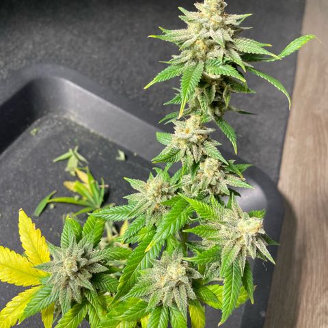  10th planet R1 growlog timeline photo