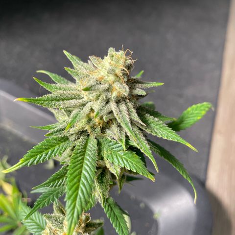  10th planet R1 growlog timeline photo