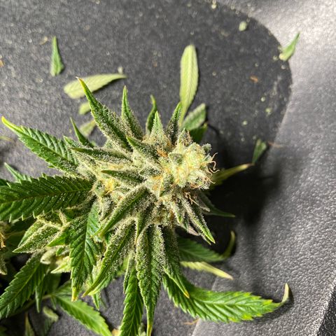  10th planet R1 growlog timeline photo