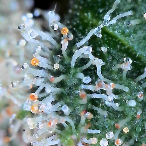  10th planet R1 growlog photo:  Slowly, taking samples now. I’ll note right off the bat that the taste is way way better. It’s not even dried and cured properly yet and the taste is better than any of my last grows using non-organic one of the plants started making seeds we will see