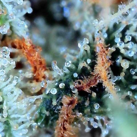  10th planet R1 growlog photo:  Slowly, taking samples now. I’ll note right off the bat that the taste is way way better. It’s not even dried and cured properly yet and the taste is better than any of my last grows using non-organic one of the plants started making seeds we will see