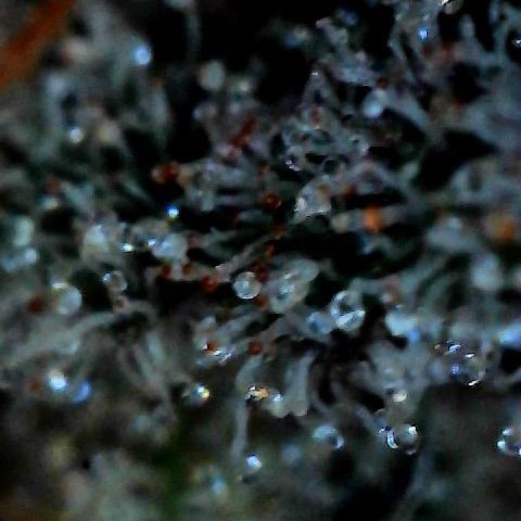  10th planet R1 growlog photo:  Slowly, taking samples now. I’ll note right off the bat that the taste is way way better. It’s not even dried and cured properly yet and the taste is better than any of my last grows using non-organic one of the plants started making seeds we will see