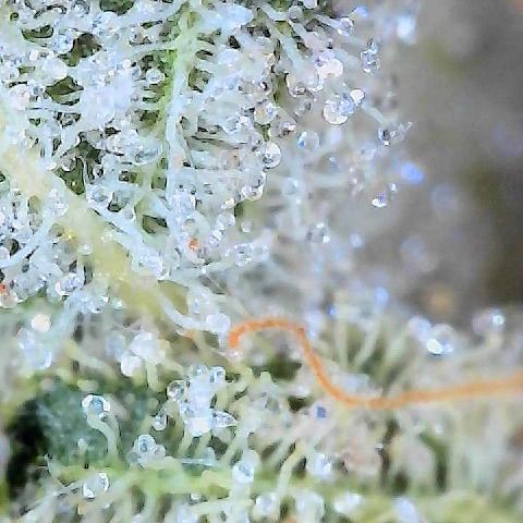  10th planet R1 growlog photo:  Slowly, taking samples now. I’ll note right off the bat that the taste is way way better. It’s not even dried and cured properly yet and the taste is better than any of my last grows using non-organic one of the plants started making seeds we will see