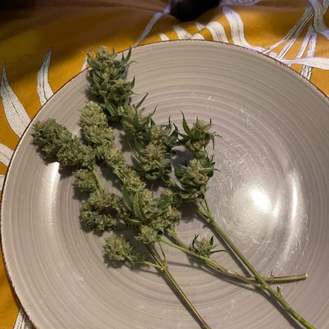  10th planet R1 growlog photo:  Slowly, taking samples now. I’ll note right off the bat that the taste is way way better. It’s not even dried and cured properly yet and the taste is better than any of my last grows using non-organic one of the plants started making seeds we will see