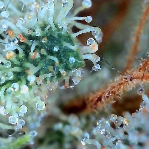  10th planet R1 growlog photo:  Slowly, taking samples now. I’ll note right off the bat that the taste is way way better. It’s not even dried and cured properly yet and the taste is better than any of my last grows using non-organic one of the plants started making seeds we will see