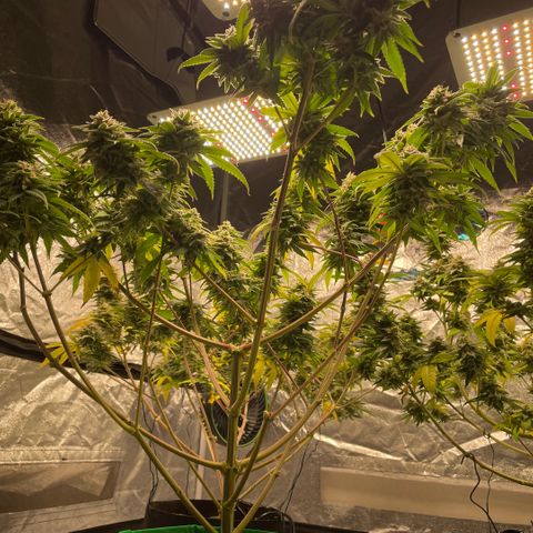  10th planet R1 growlog timeline photo