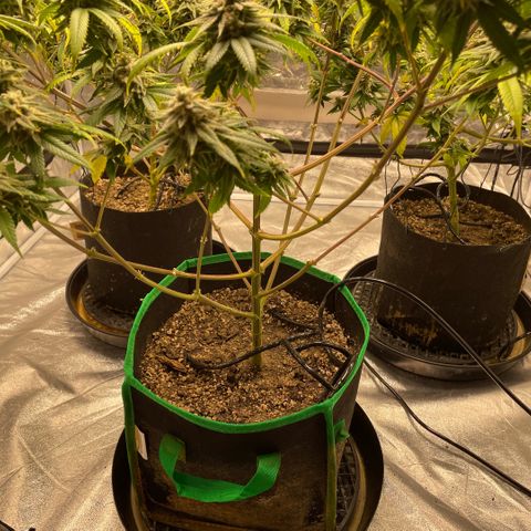  10th planet R1 growlog timeline photo