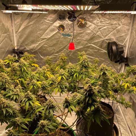  10th planet R1 growlog timeline photo