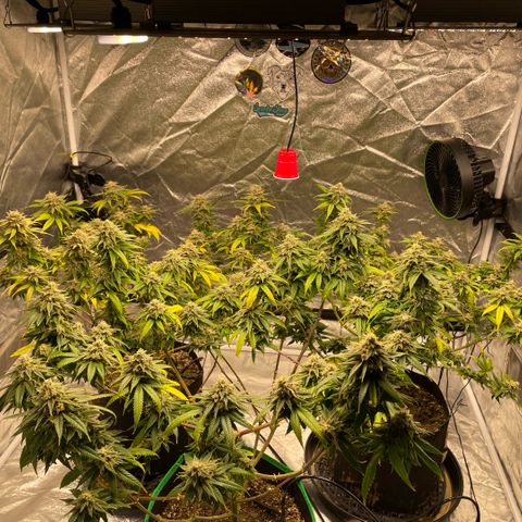  10th planet R1 growlog timeline photo