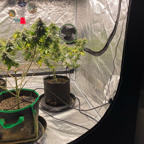 10th planet R1 growlog timeline photo
