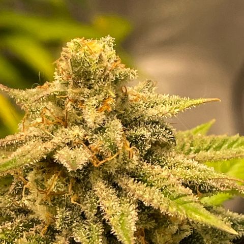  10th planet R1 growlog timeline photo