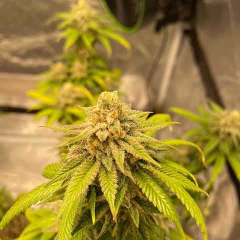  10th planet R1 growlog timeline photo