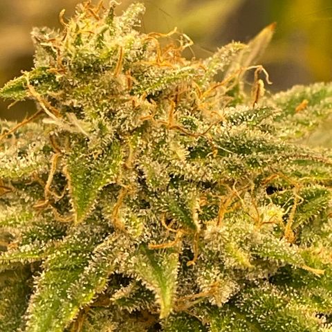  10th planet R1 growlog timeline photo