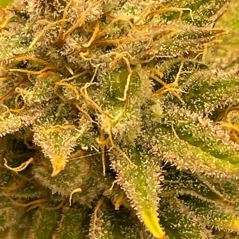  10th planet R1 growlog timeline photo