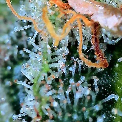  10th planet R1 growlog photo: Pulled this one today. Feel it was ready. Tried some out and it did the trick! 