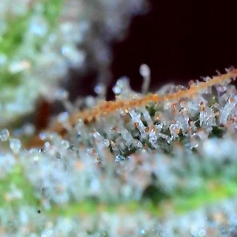  10th planet R1 growlog photo: Pulled this one today. Feel it was ready. Tried some out and it did the trick! 