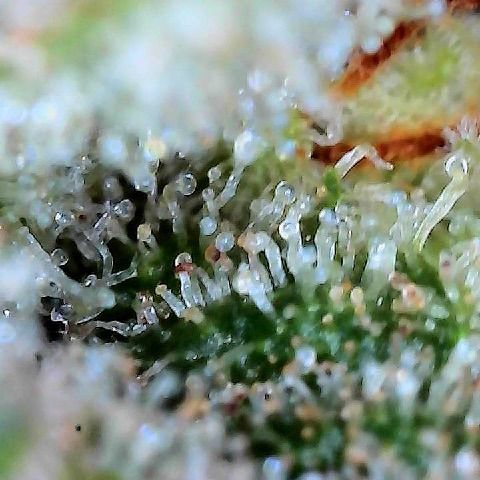  10th planet R1 growlog photo: Pulled this one today. Feel it was ready. Tried some out and it did the trick! 