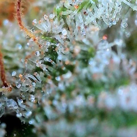  10th planet R1 growlog photo: Pulled this one today. Feel it was ready. Tried some out and it did the trick! 