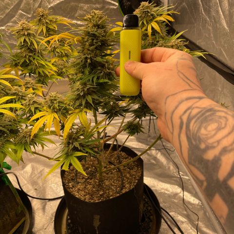  10th planet R1 growlog timeline photo