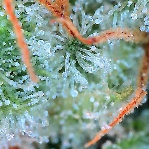  10th planet R1 growlog timeline photo