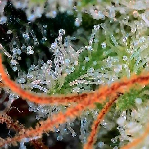  10th planet R1 growlog timeline photo